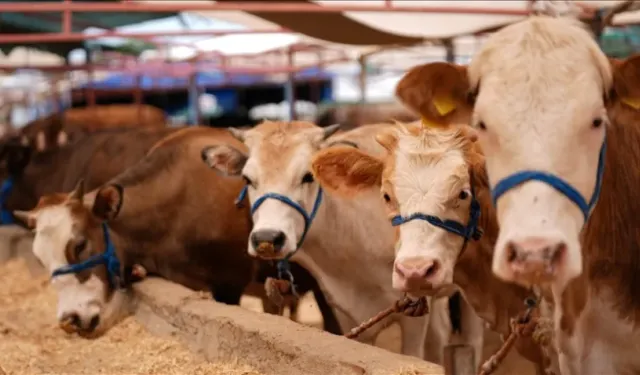 Satılamayan kurbanlıklara Ne Olacak? Merak Edilen Soruya Yanıt Geldi