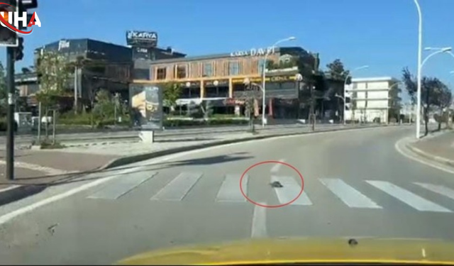 Trafiği Durdurup Kaplumbağayı Koruyan Şoför Sosyal Medyada Gündem Oldu
