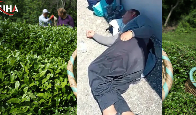 Rize’de Çay Hasadında 30 İşçiye Acımasız Saldırı