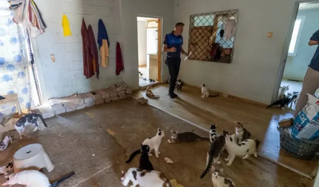 Mahallelinin Çöp Ev Sandığı Adresten Yaklaşık 100 Kedi Kurtarıldı!