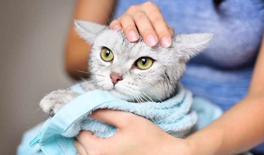 Kedi besleyenler dikkat! 'Kedi tırmığı' hastalığı her yıl giderek artıyor