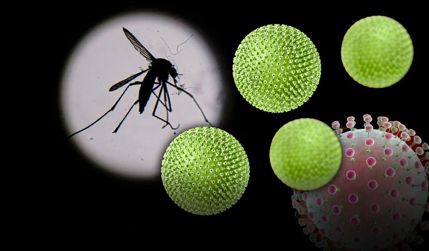 Sinek ısırıklarına dikkat! Oropouche virüsü kaynaklı ilk ölümler gerçekleşti