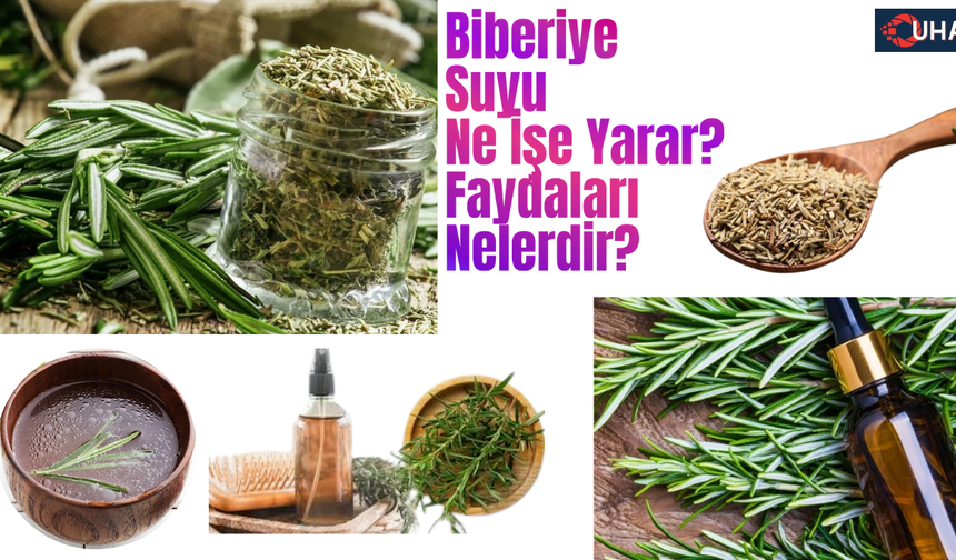 Biberiye Suyu Ne İşe Yarar? Faydaları Nelerdir?