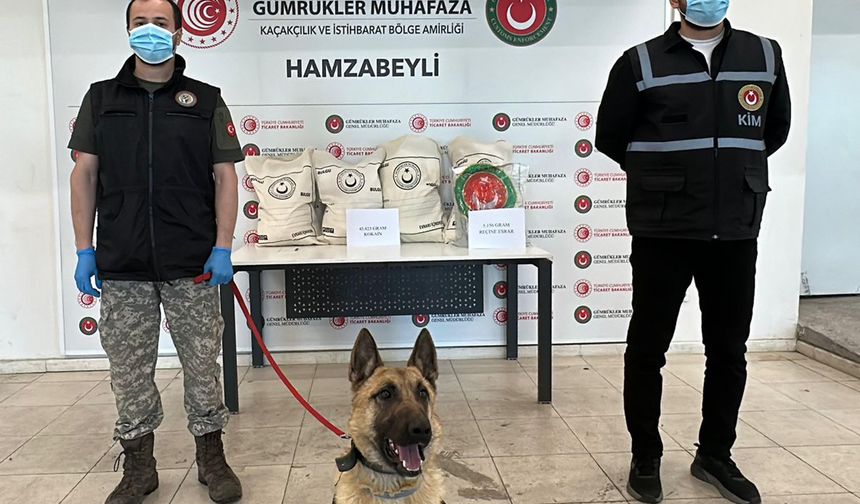 Hamzabeyli'de 50 kilo uyuşturucuyu ‘Bodri’ buldu