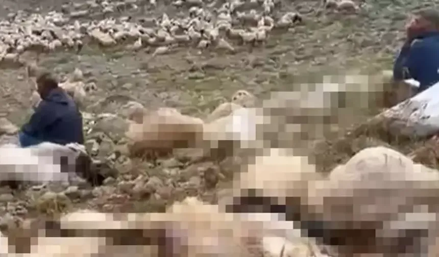 Tunceli'de feci olay! Yaylaya yıldırım düştü, 200 küçükbaş öldü
