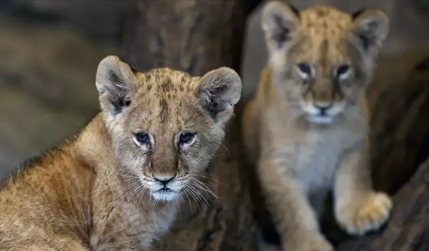 Tuzla’da İhbar Üzerine Aslan Operasyonu