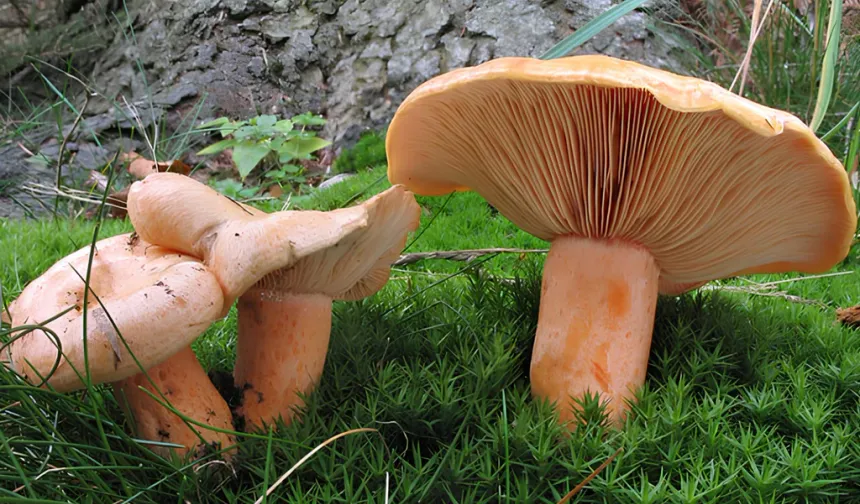 Bölgedeki Mantar Toplayıcıları 160 Türle Bilimsel Miras Bıraktı