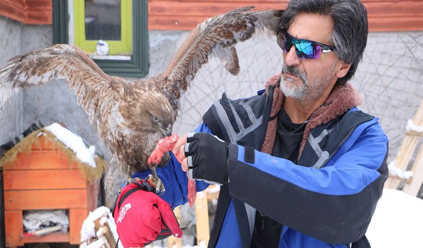 Doğaya Salınan Kızıl Şahin Aylar Sonra Geri Geldi