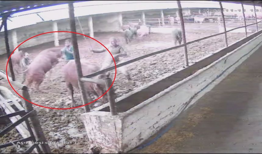 Besiciye Boğa Saldırdı, Ağır Yaralandı