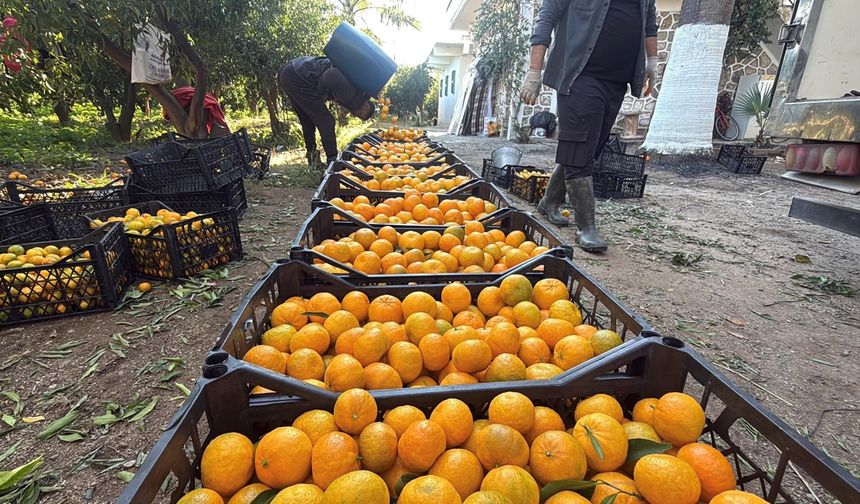 Mandalina Fiyatları Bahçede 15 20 Manavlarda 100 TL