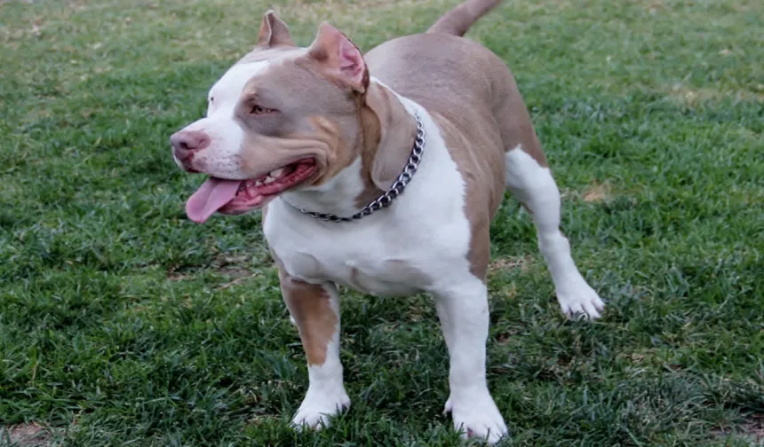 2 Kardeşe Saldıran Köpeğe Karşı Daha Önce 12 Şikayet Yapılmış