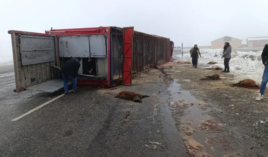 Ağrı'da hayvan yüklü tır yan yattı: 10 küçükbaş telef oldu