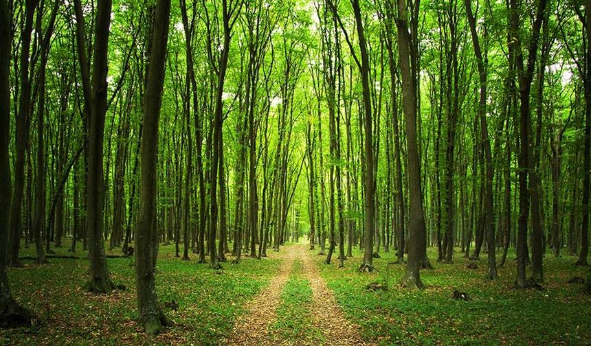 Ağaçlar Kalbi Gizlice Nasıl Koruyor? Son Araştırma Şaşırttı