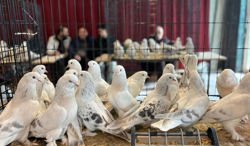 Ankara’da Güvercin Festivali Düzenlendi