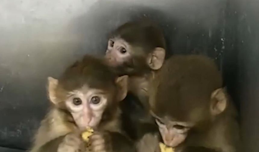 Denetimde 3 Makak Maymunu Ele Geçirildi: Koruma Altında