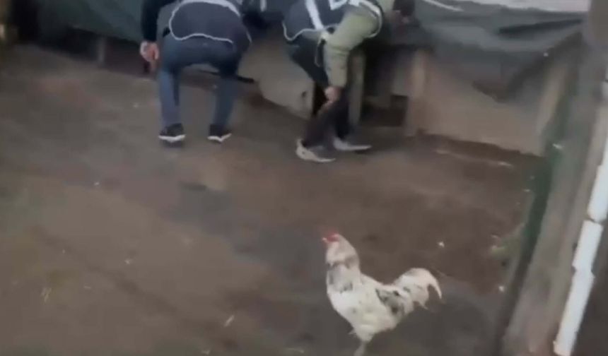 Saklandığı Kümeste Öksüren, Firari Hükümlü Yakalandı