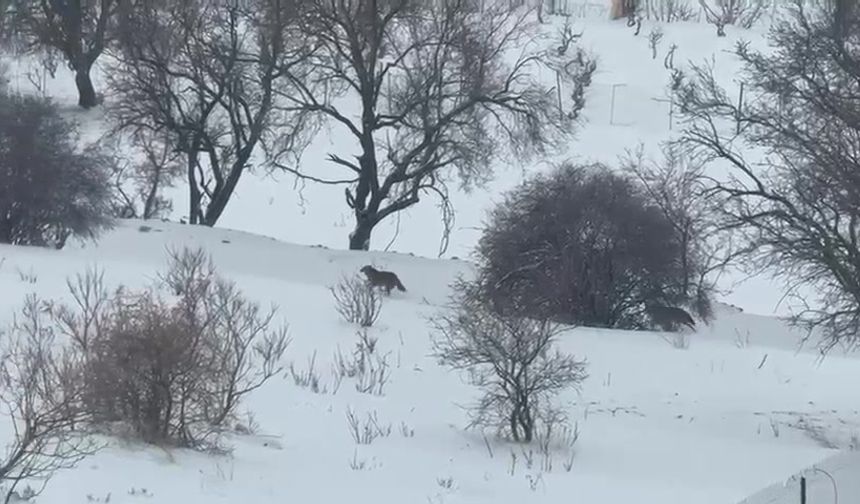 Batman Gercüş’te Aç Kalan Kurtlar: Yerleşim Alanında Görüldü