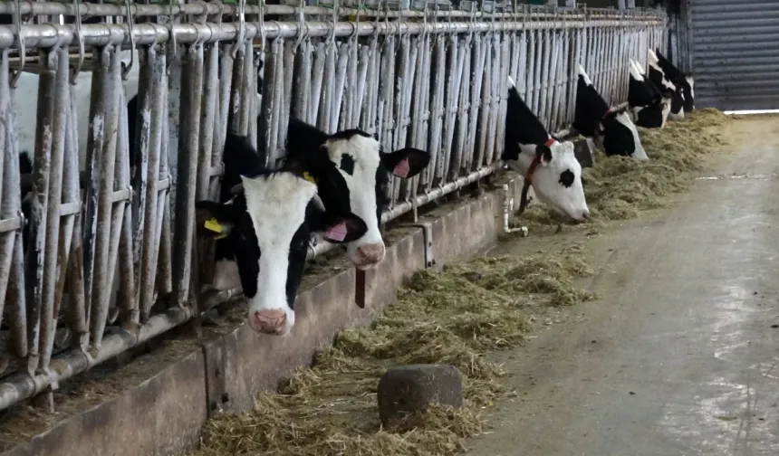 Şap Hastalığı İçin Yerli Sprey Geliştirildi