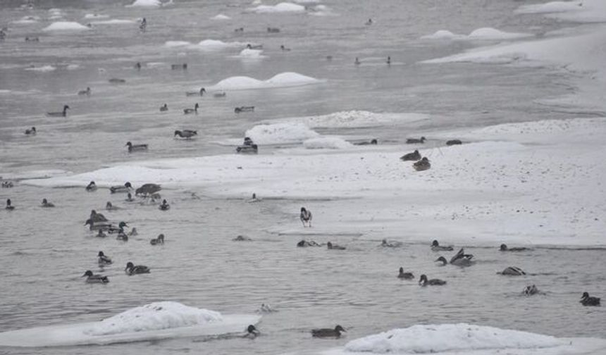 Yeşilbaş Ördeklerin Yüzeyi Kısmen Donan Çayda Yaşam Mücadelesi