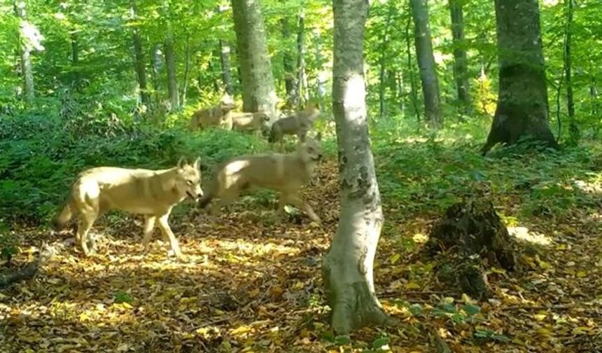 Ormanda Gezen Kurt Sürüsü Fotokapanla Görüntülendi