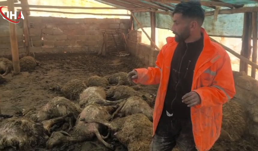 Arguvan'da Kurt Saldırısı: 40 Koyun Telef Oldu, 25 Hayvan Yaralı