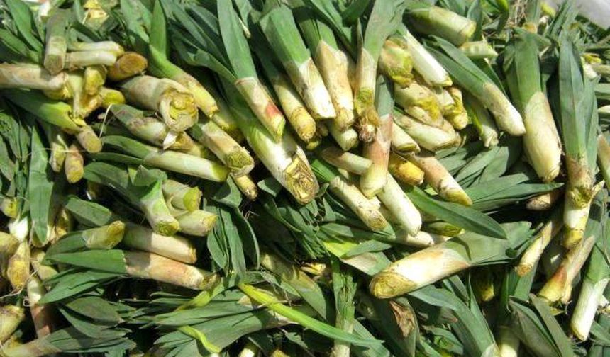 Dağlardan Gelen Şifa 'Çiriş Otu' Bu Yıl El Yakıyor