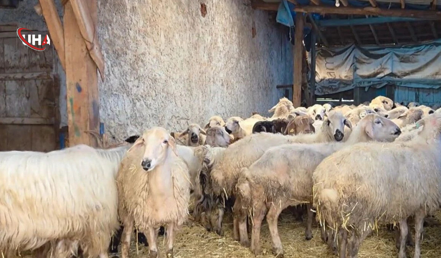 Devlet Desteği Hayatını Değiştirdi: 9 Yılda Sürüsünü 20 Kat Büyüttü