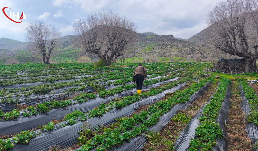Sason Çileğinde Hasat Mayısa Kaldı