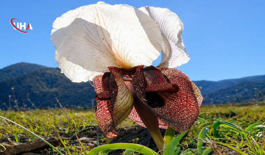 Erzurum Oltu’da Görsel Şölen: Kurt Kulağı Çiçekleri Açtı