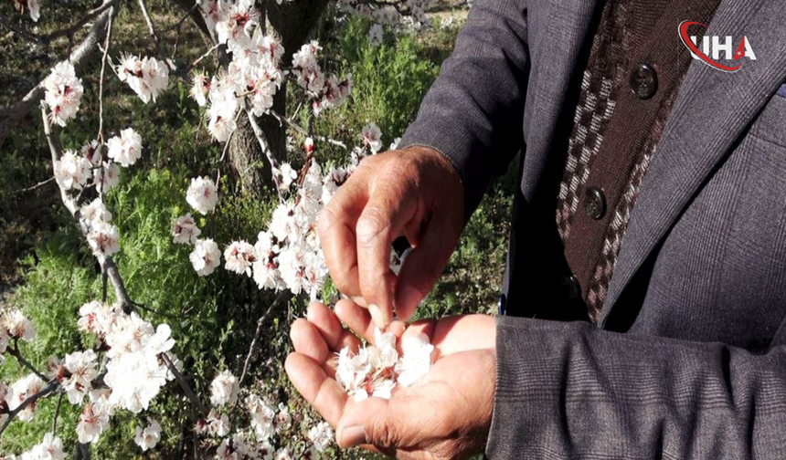 Kayseri'de Kayısı Müjdesi: Bu Yıl 13 Bin Ton Hasat Bekleniyor