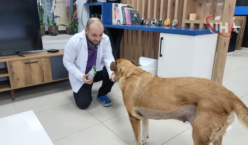 Ankara'da  Patili Dostlara Uzman Dokunuş: Metropol Veteriner