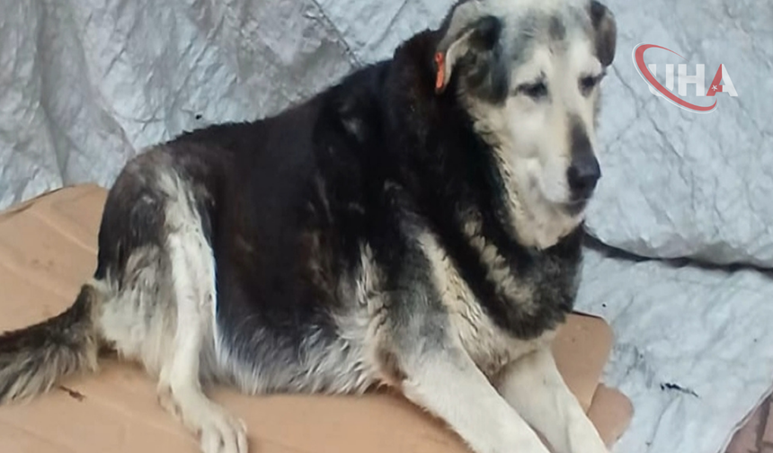 Göz Göre Göre Ezip Geçti: Pakize İsimli Köpek Hayatını Kaybetti