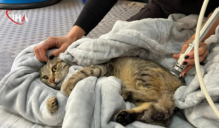 Patilere Hayat Veren Tedavi:3 Engelli Kedi Fizik Tedaviyle Yürümeye Başladı