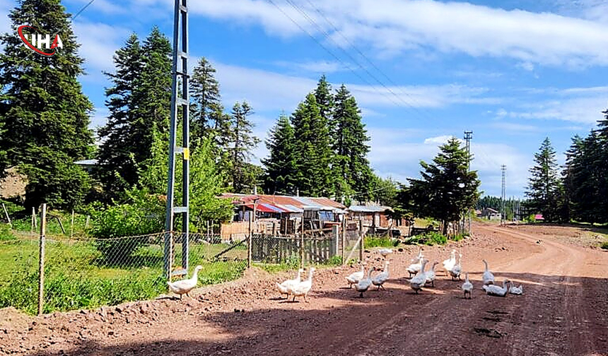 Gerede’nin Saklı Cenneti: Urumşah Yaylası