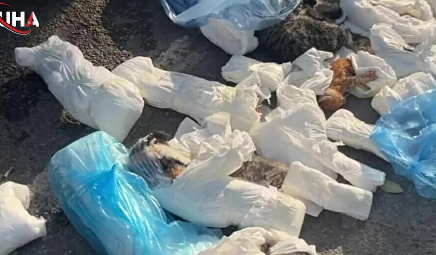 Kedi Ölümleri Soruşturmasında Bir Kişi Gözaltına Alındı