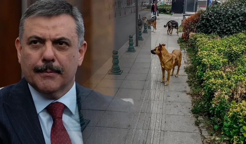 Sokak Hayvanları İçin Kritik Eşik: Bakan Çiftçi Tarih Verdi, Belediyeleri Uyardı