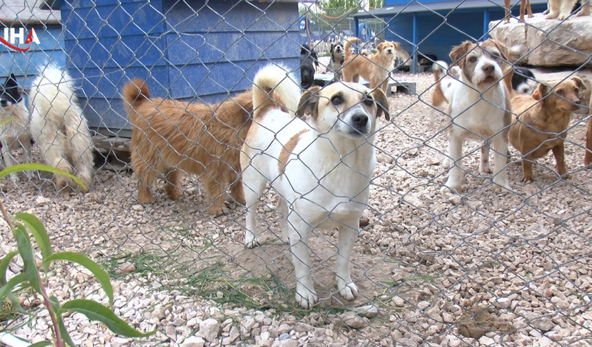 Pandeminin Heves Bedeli: Sokaklar Terk Edilen Cins Köpeklerle Doldu, Barınaklarda Yer Kalmadı