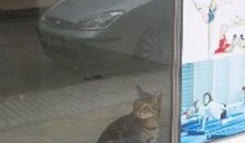 Miyavlama Sesini Duyan Öğrenciler Harekete Geçti: Kedi Güvenliğe Alındı