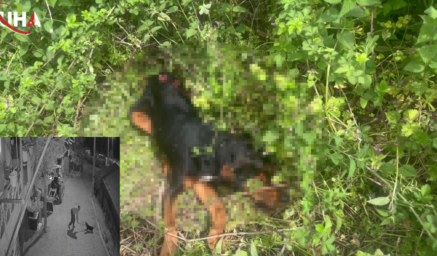 Demir Sopayla Köpeği Katletti