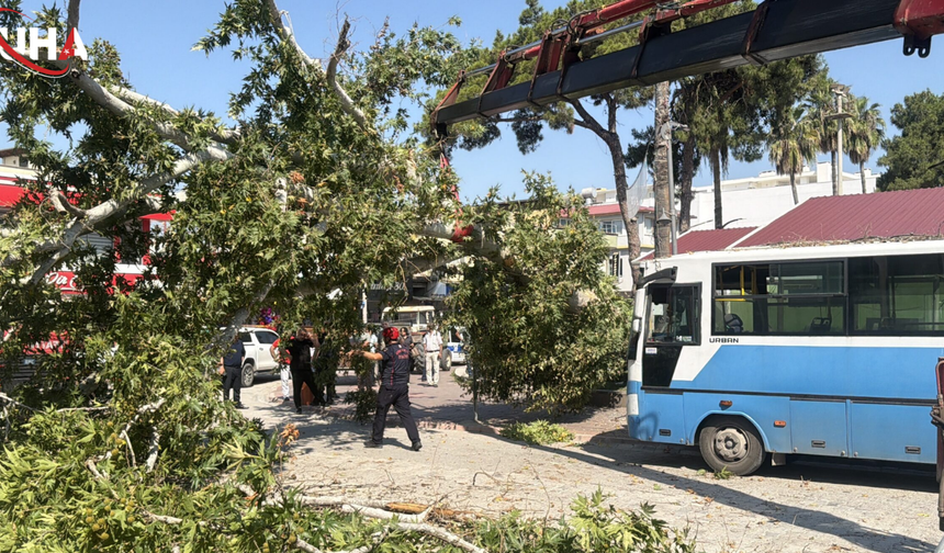 Osmaniye'de Duraktaki Otobüsün Üzerine Ağaç Devrildi