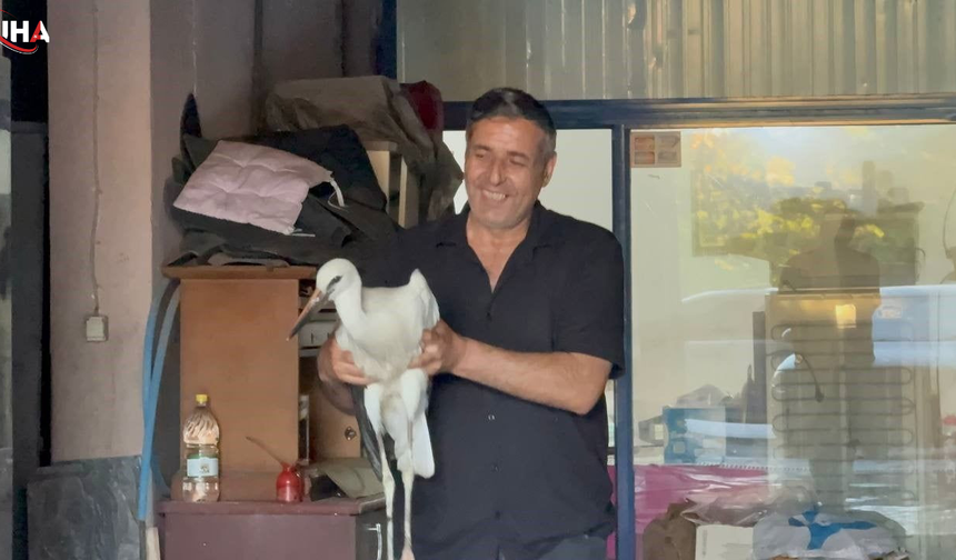 Karabük'te Bitkin Düşen Leylek Koruma Altına Alındı