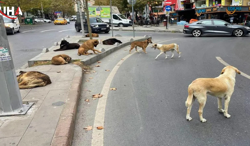 İçişleri Bakanlığı'ndan Sokak Köpekleri İçin Sert Açıklamalar