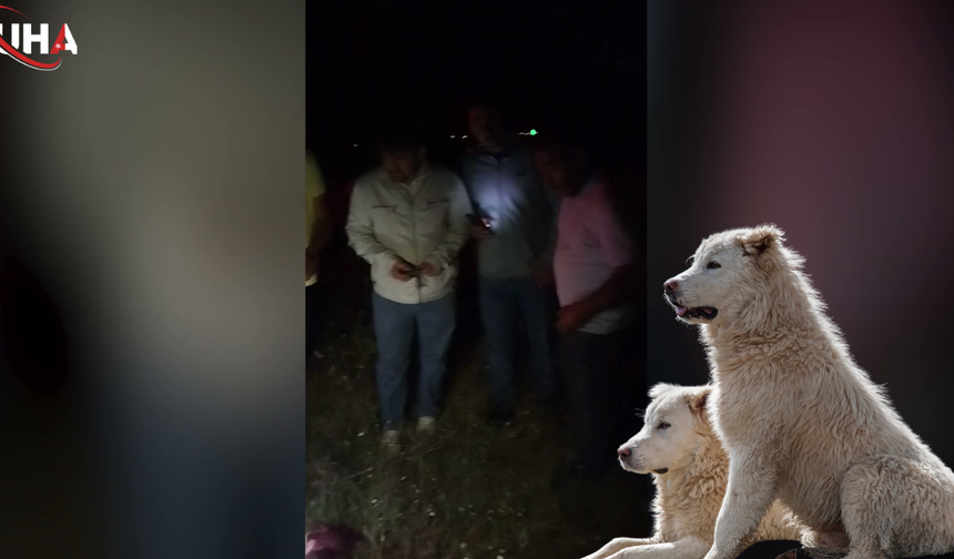 Aksaray'da Çoban Köpeğinin Canına Kıyan Şüpheli Cezaevinde