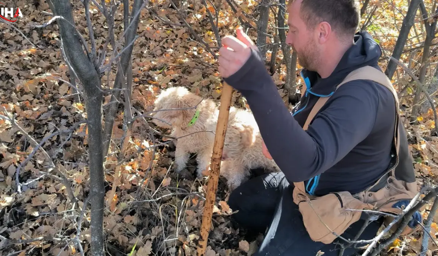 Erzurum Ve Erzincan Dağlarında 22 Tonluk Trüf Mantarı Bulundu