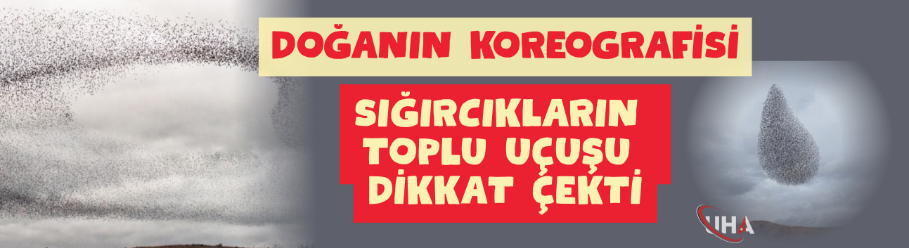 Doğanın koreografisi: Sığırcıkların toplu uçuşu dikkat çekti