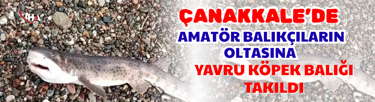 Çanakkale’de Amatör Balıkçıların Oltasına Yavru Köpek Balığı Takıldı