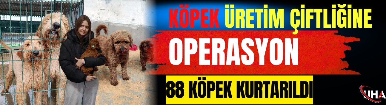 Köpek Üretim Çiftliğine Operasyon: 88 Köpek Kurtarıldı