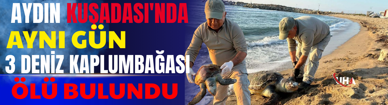 Aydın Kuşadası'nda Aynı Gün 3 Deniz Kaplumbağası Ölü Bulundu
