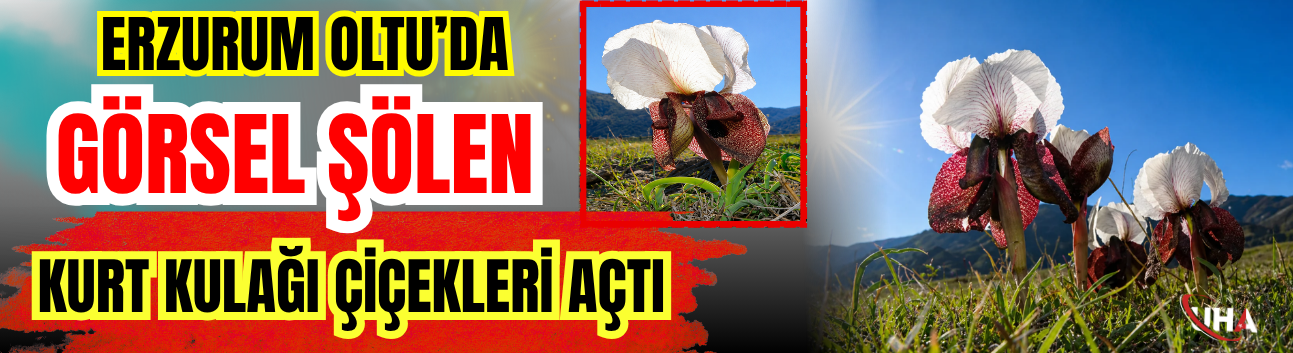 Erzurum Oltu’da Görsel Şölen: Kurt Kulağı Çiçekleri Açtı