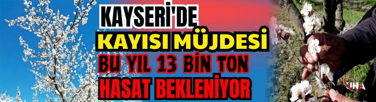 Kayseri'de Kayısı Müjdesi: Bu Yıl 13 Bin Ton Hasat Bekleniyor